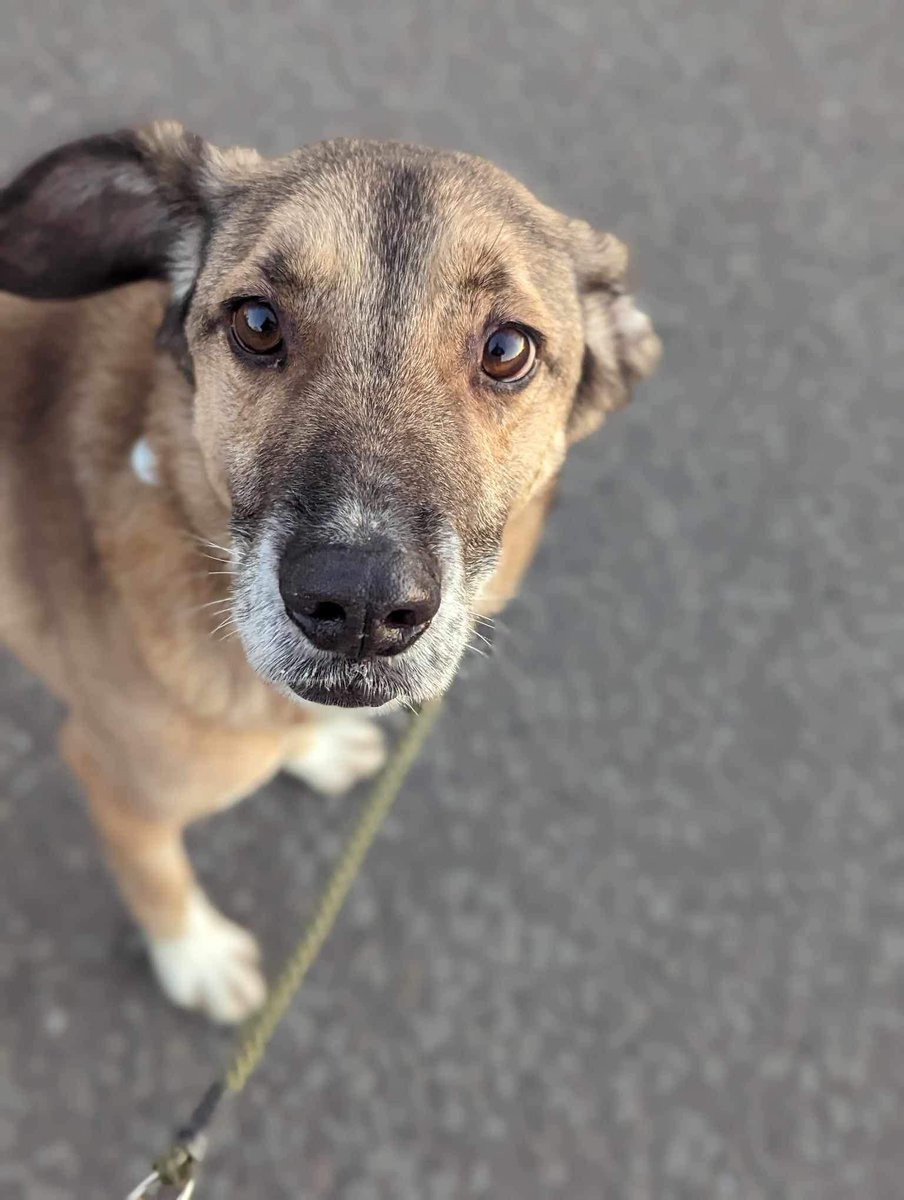 We've had some successful postings over the past couple of weeks but we still can't seem to find someone to adopt AZOR
He is in kennels in #Lincolnshire and really wants his own home
imminghamdogshome.org/form/
#Grimsby #Hull #Scunthorpe #Skegness #Yorkshire #Sheffield #doncaster