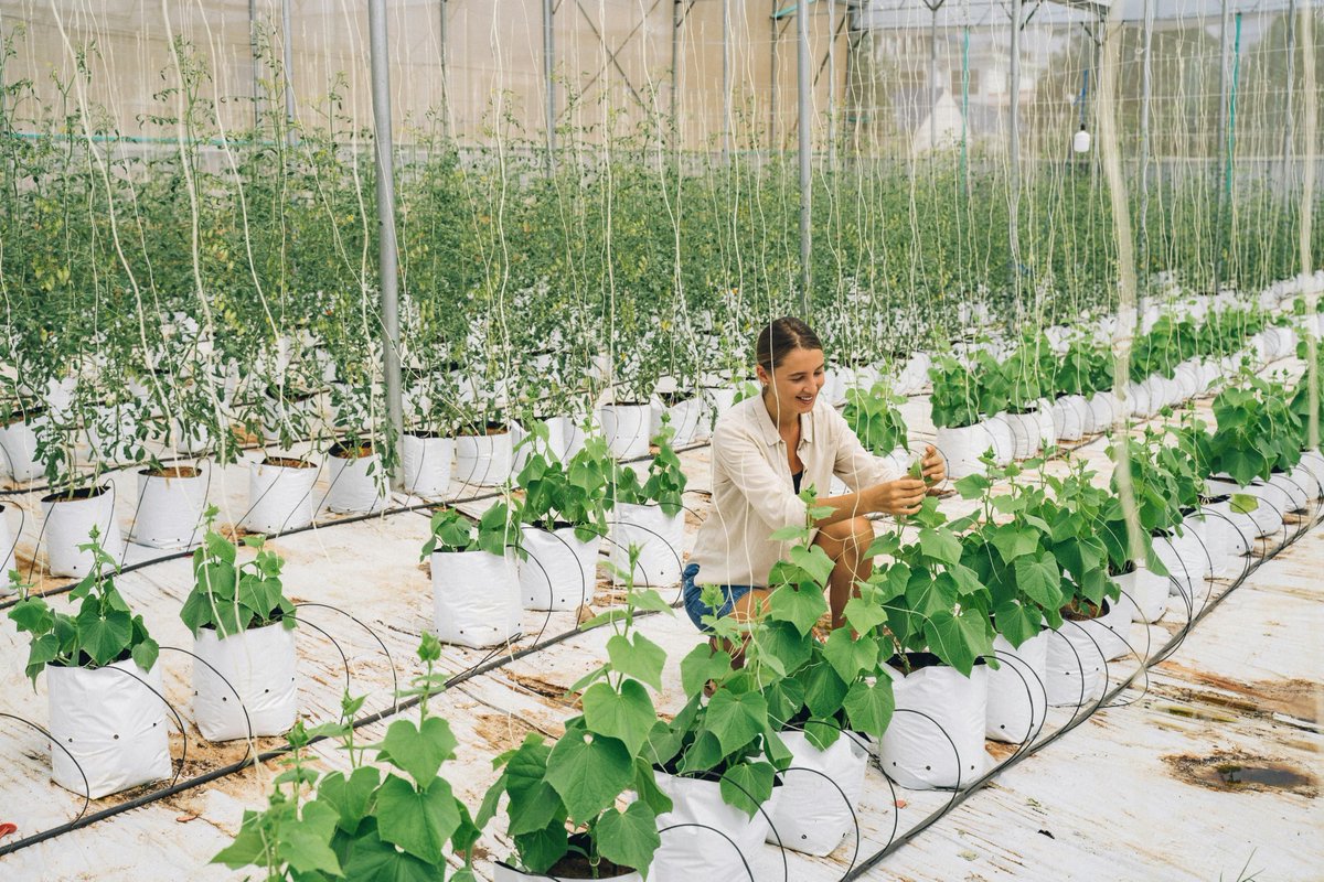 Water Tech For Agriculture. Plant 'tattoos' measure water use in crops

agtechnews.com/Water-Tech-For…

#agtech #agriculture #foodtech #farming #sustainablefarming #agribusiness