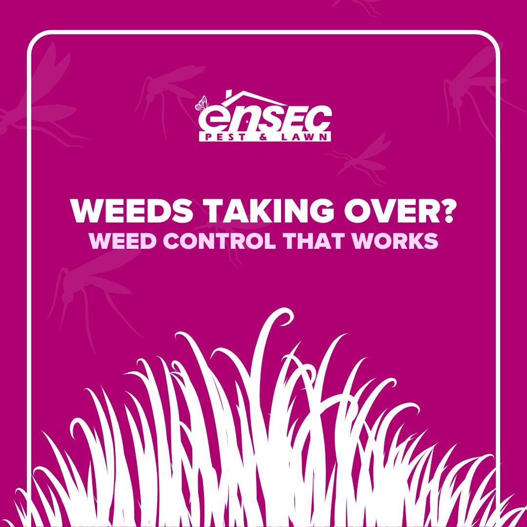 Weeds can take over your yard fast — especially during hot summer months.
EnSec’s lawn care experts target weeds while boosting the health of your turf with proper nutrients and seasonal treatments.

📞 Call (877) 97-ENSEC for a weed-free yard you’ll love coming home to.