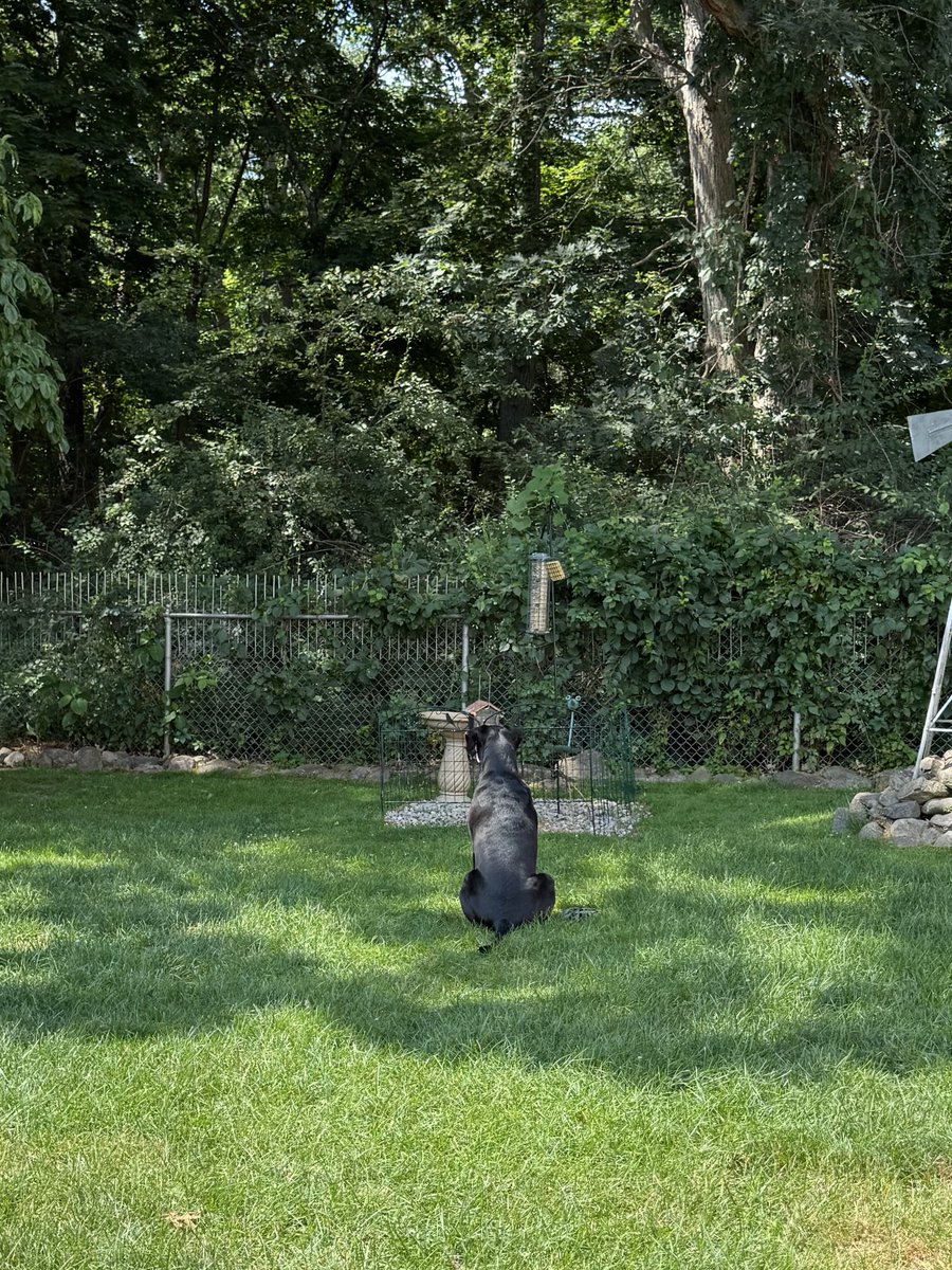 CDM (@coreymirisola) on Twitter photo Not sure what shes waiting for but she sure looks cute doin it β€οΈβ€οΈ <a href="/KatieRann306/">Kaitlyn Mirisola</a> <a href="/TweeetsOfDogs/">Tweets of Dogs</a> <a href="/realDogsHouse/">Dogs Community π¦΄</a> Not sure what shes waiting for but she sure looks cute doin it β€οΈβ€οΈ <a href="/KatieRann306/">Kaitlyn Mirisola</a> <a href="/TweeetsOfDogs/">Tweets of Dogs</a> <a href="/realDogsHouse/">Dogs Community π¦΄</a>