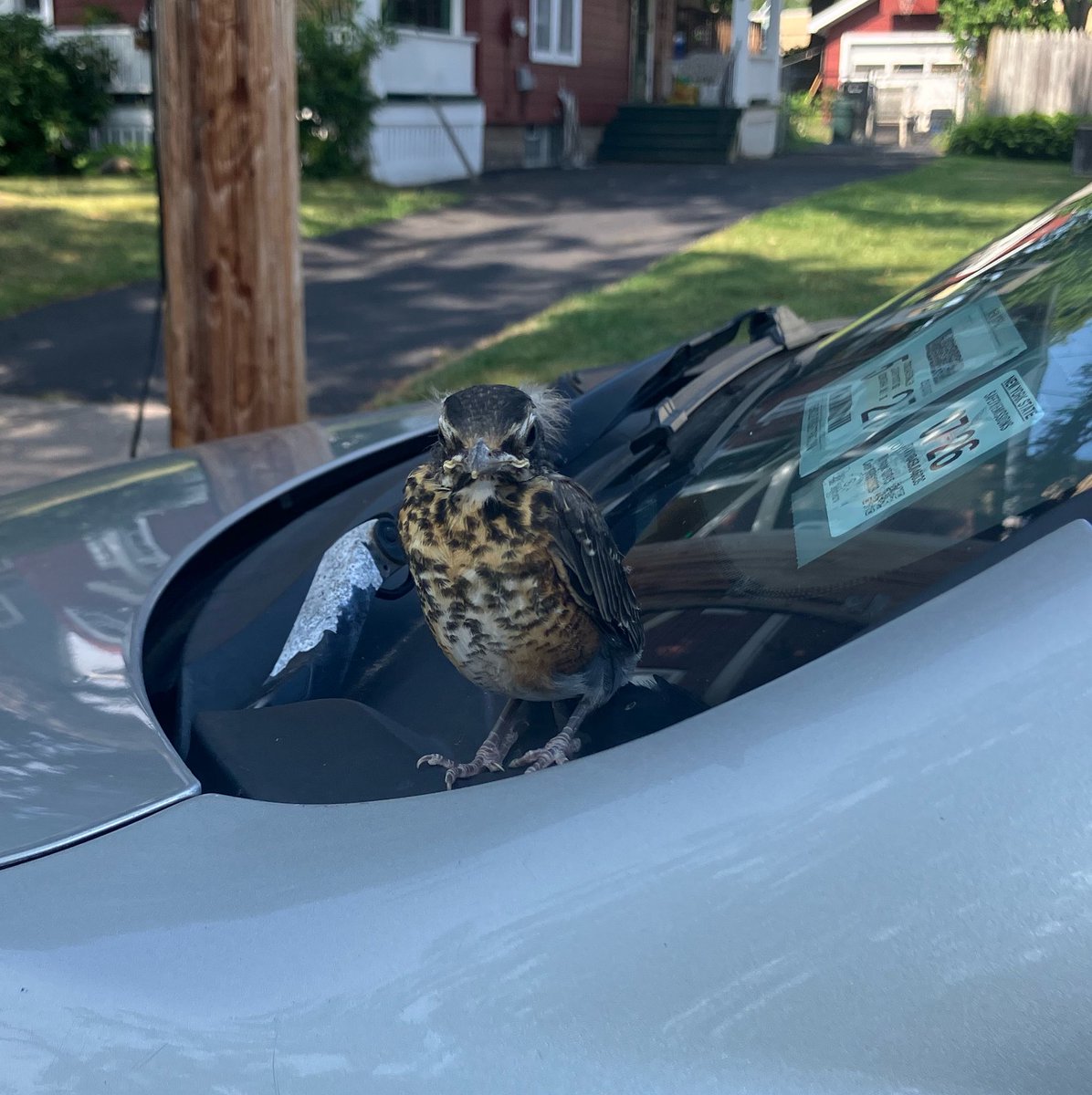 On the same day I write about the sheer wonder of baby eagles at Onondaga Lake, I see this guy.