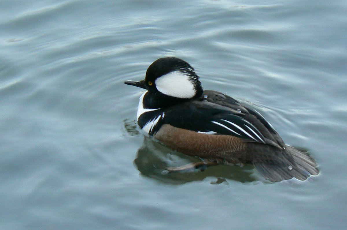 HargraveClive's tweet photo. For #MallardMonday  if anyone else remembers,  the Hooded Merganser which spent more than a year at Radipole RSPB in 2009 https://t.co/I9OFlnpa0Q