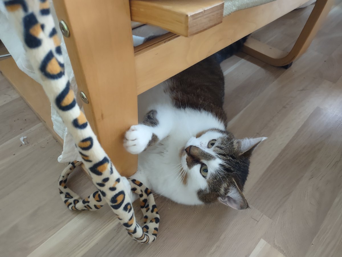 zinnia_elegans1's tweet image. Monday's #Hedgewatch on the windowsill. sun is mostly hidden behind clouds, pigeons are always here so I've been watching them, I've also been playing with a cheetah tail. and took a nap. Just a very intense Monday๐น