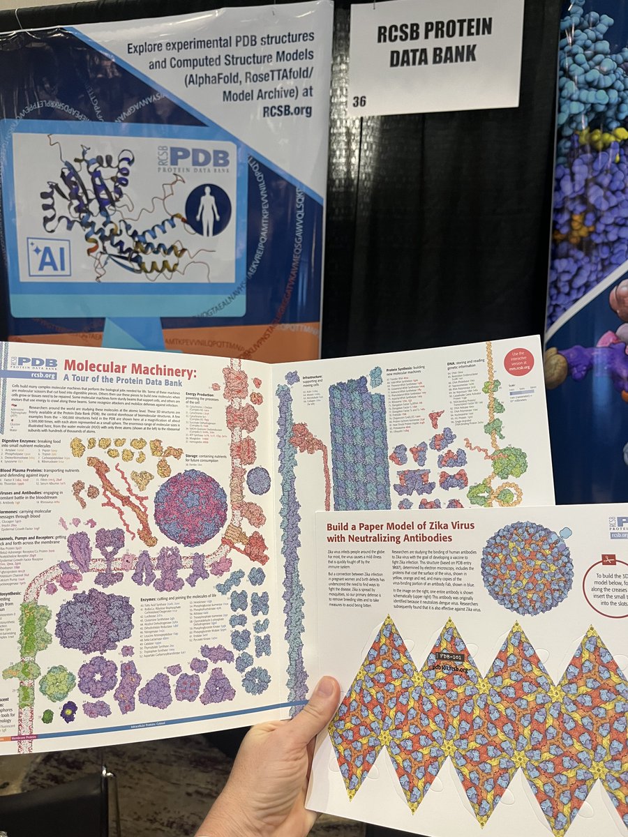 buildmodels's tweet image. Last day of the #aca2025 exhibit hall, which means your last chance to take home our Molecular Machinery poster and 3D zika paper model! (all materials are of course downloadable from PDB-101).