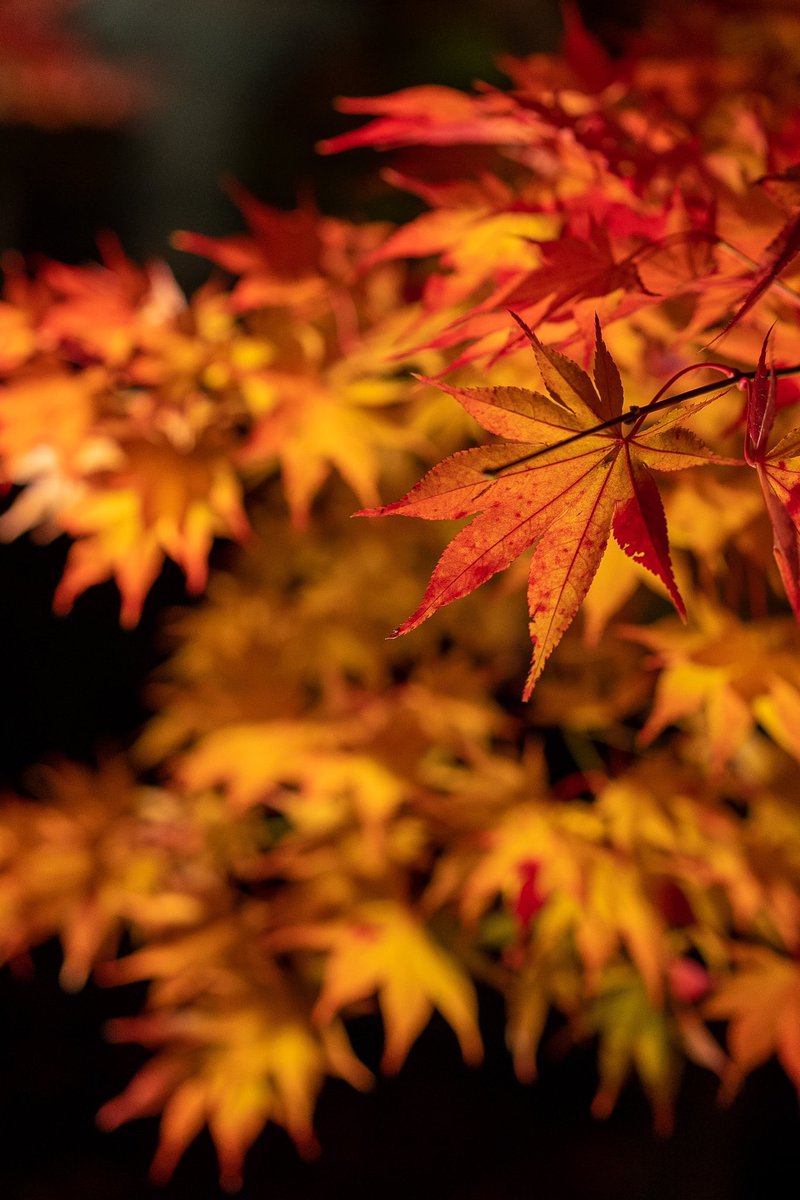 فهد 🍁 (@_5kd) on Twitter photo 