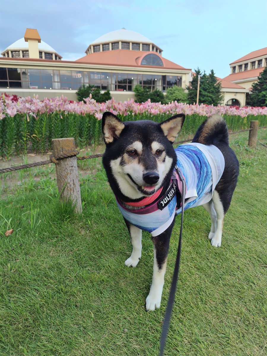 yipo121's tweet image. ゆり