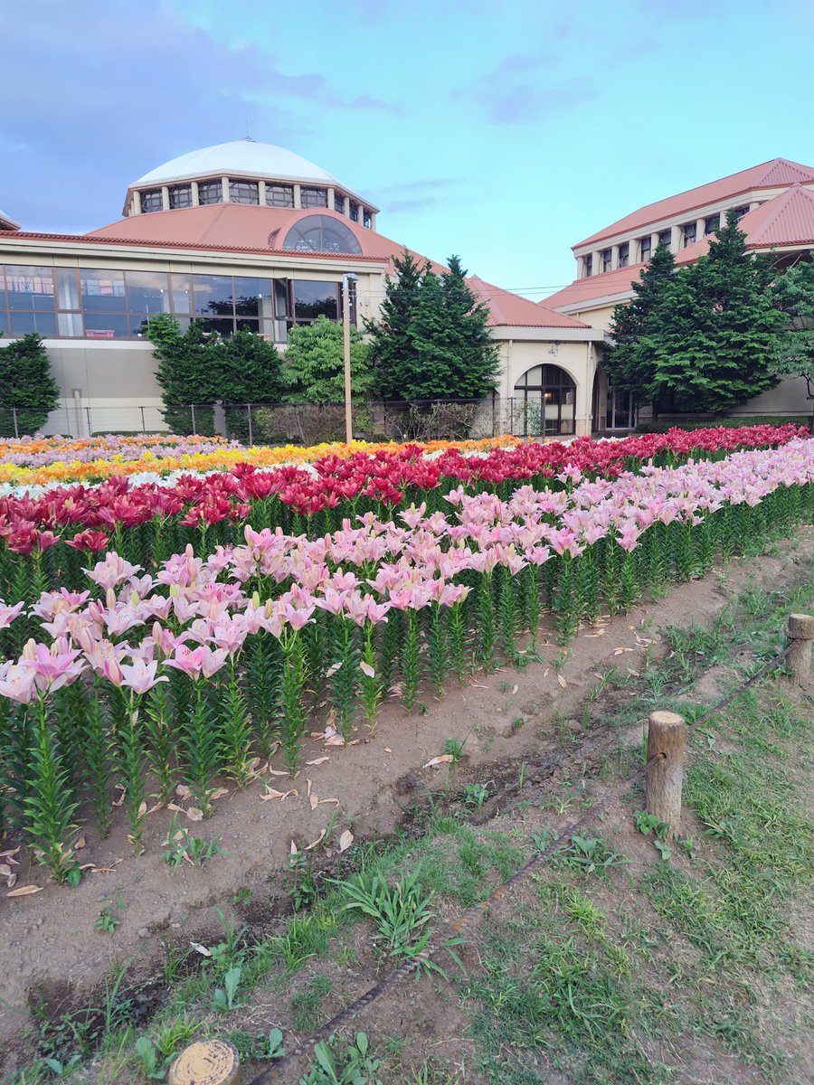 yipo121's tweet image. ゆり