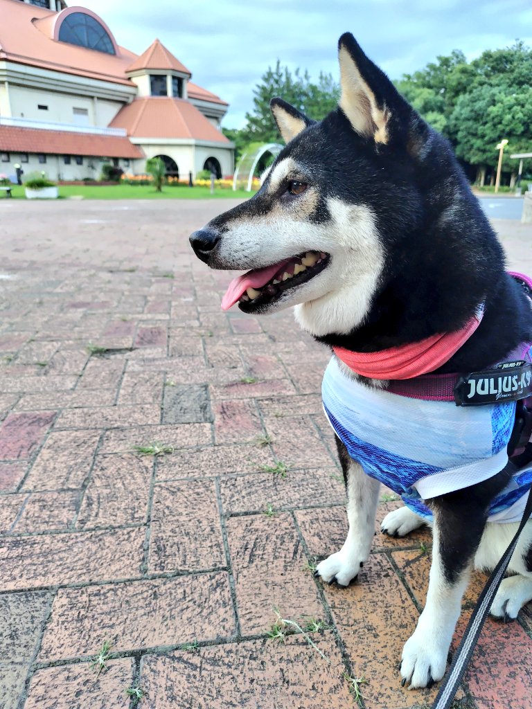 yipo121's tweet image. ゆり