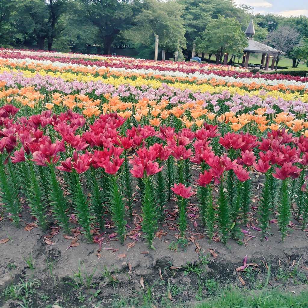 yipo121's tweet image. ゆり