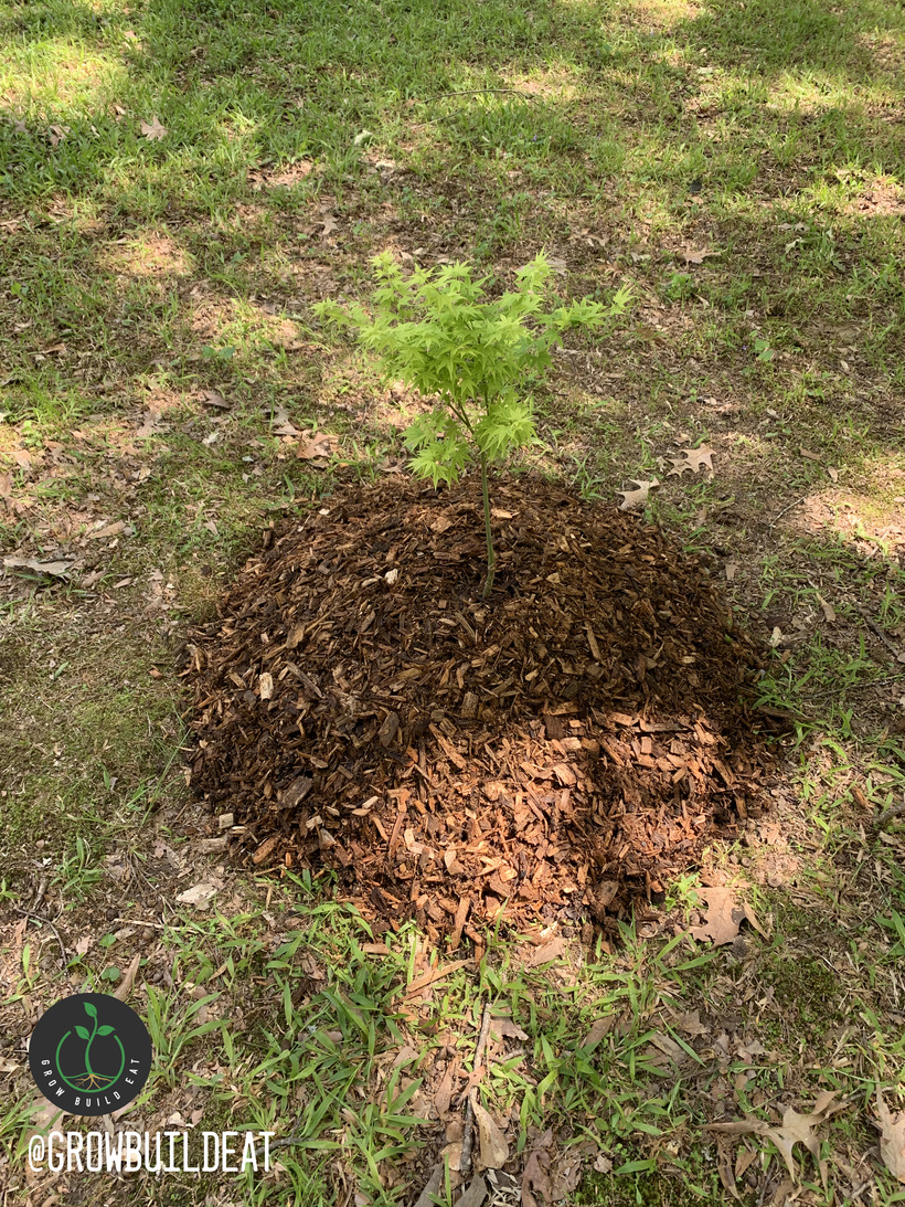 GrowBuildEat's tweet image. Japanese Maple Soil Mixes: Container, Ground, Cutting &amp;amp; Air layer Recipes
patreon.com/posts/answerin…
