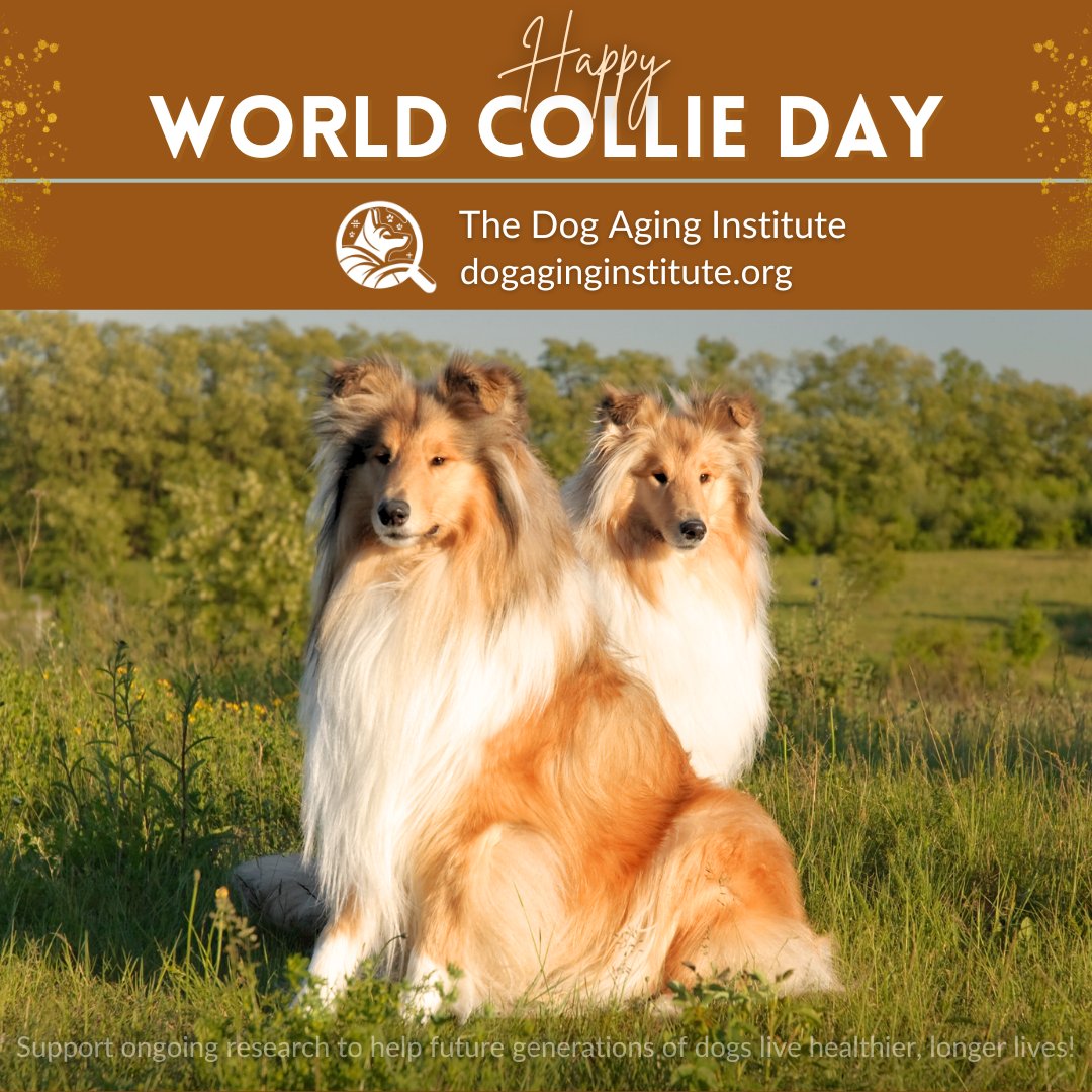 Happy #WorldCollieDay to all Collie breed lovers, owners, and admirers! Let's cherish the bonds we share with our #dogs. 

💛Together, let's make a real difference in supporting innovative #research into healthy aging in dogs. Discover how you can help at dogaginginstitute.org