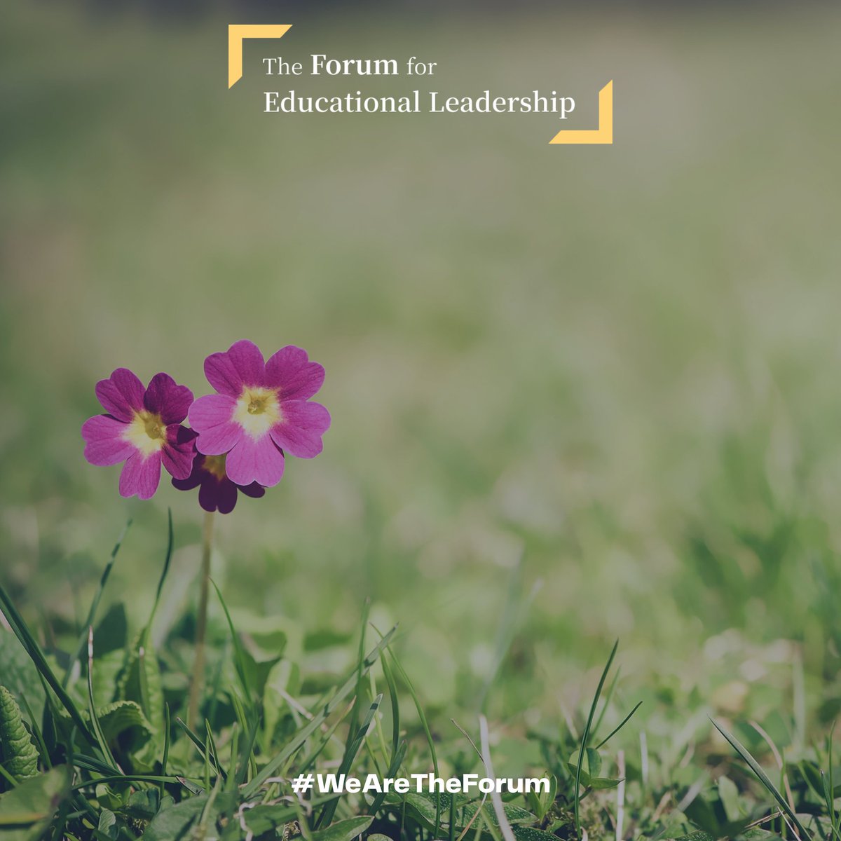 WeAreTheForum's tweet image. At #WeAreTheForum, we don’t just convene leaders—we cultivate them. 🌱
Each cohort brings together educational change-makers committed to learning, growing, and leading with purpose, rooted in trust, rigor &amp;amp; lasting connection.
🌿 Apply now: forms.gle/a5GwosbVTtPpsh…