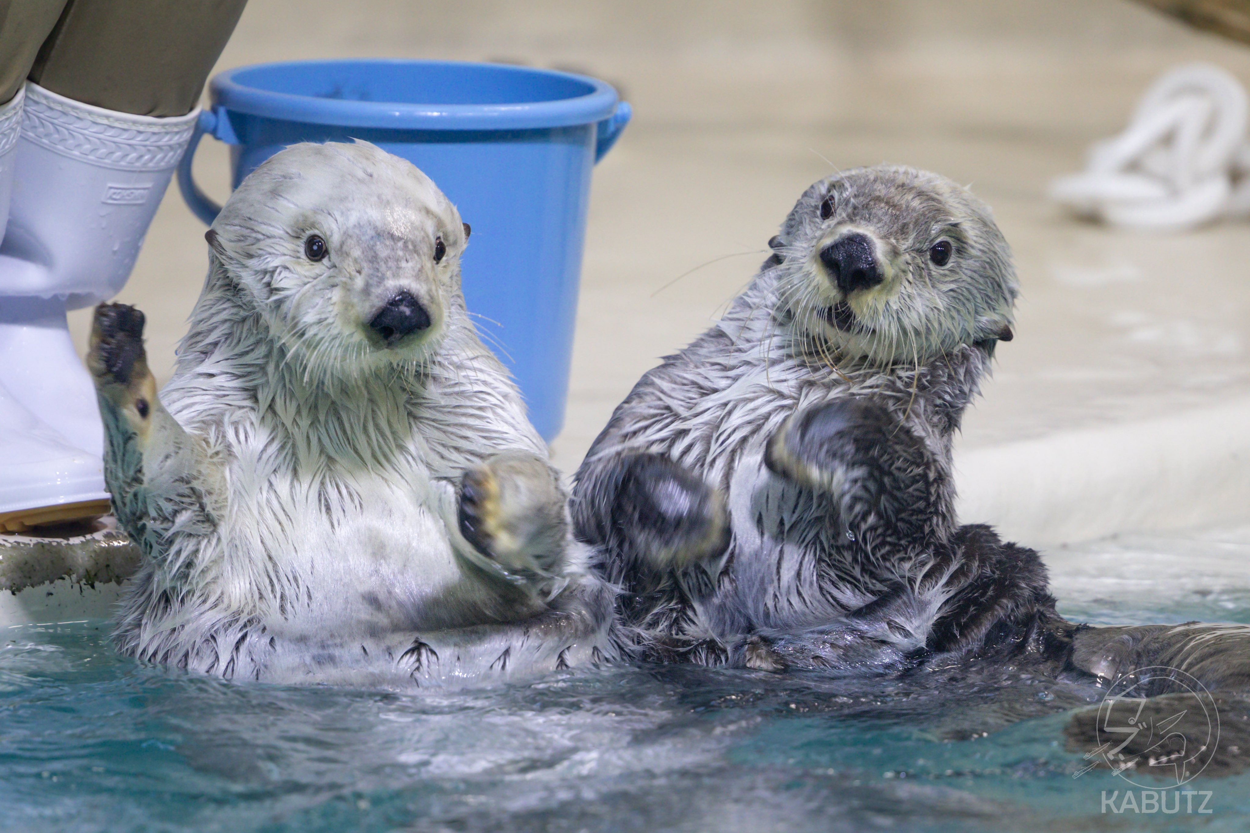 ヒ*ヤ様 アッコウスバ♀1♂8/インド.Kongmaru-la産【外国産蝶標本】 パルナシウス | 三角紙