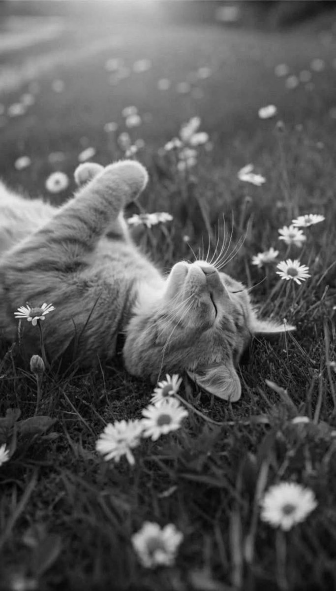ma99112688's tweet image. “Be so rooted in your being that nobody’s absence or presence can disturb your inner peace.”