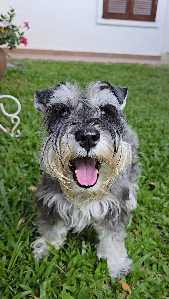 Feliz día para este tipazo que se llama Orko y nos alegra todos los días.

#diadelperroentn