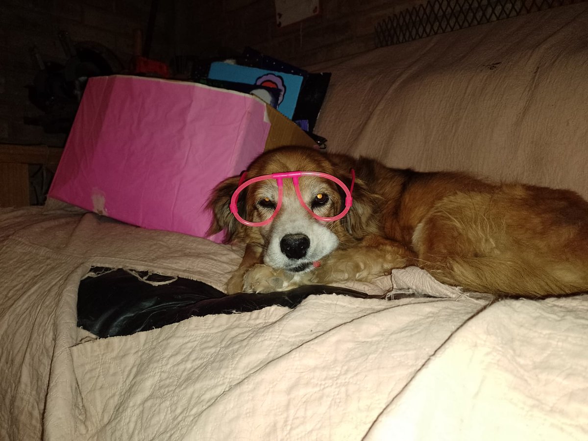 heortiz2000's tweet photo. #diadelperroentn 
Soy Sami https://t.co/cLTnyGCdCm