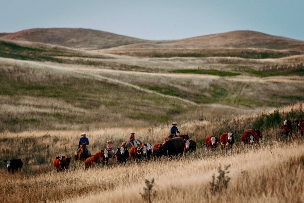 Our most-read story over the weekend: Adapting, innovating and thriving in Saskatchewan agriculture. vist.ly/3ymky