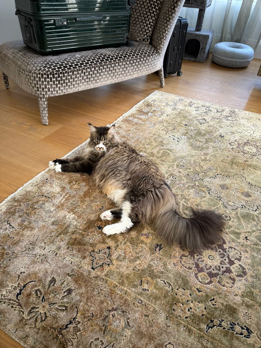 professional aura farmer