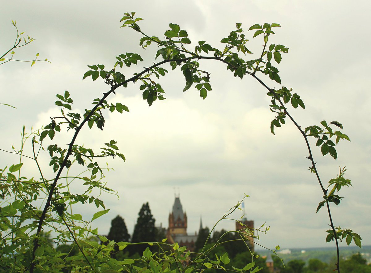 MissDreamless81's tweet image. #FotoMontag
Im Siebengebirge, der Blick auf ein unscharfes Schloss Drachenburg!
Wie üblich, ohne festes Thema.
Wie immer, mitmachen ist ausdrücklich erwünscht.
#retweet