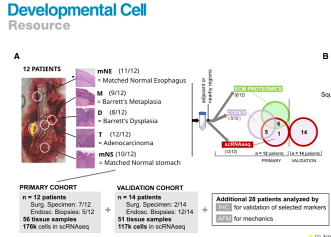 LFerri123's tweet image. So excited to see this paper on the stromal changes driving Barrett’s Esophagus progression to Cancer. A Herculean effort effort integrating scRNASeq/CODEX/ECM proteomics.
Concerted changes in Epithelium and Stroma: a multi-scale, multi-omics... sciencedirect.com/science/articl…