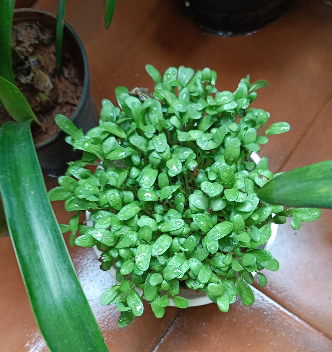 Bingo_mk's tweet image. Ghar ki kheti !
Methi ! Balcony farmer like a former Minister !😂😆😜
#Green
@Theme_pic_India