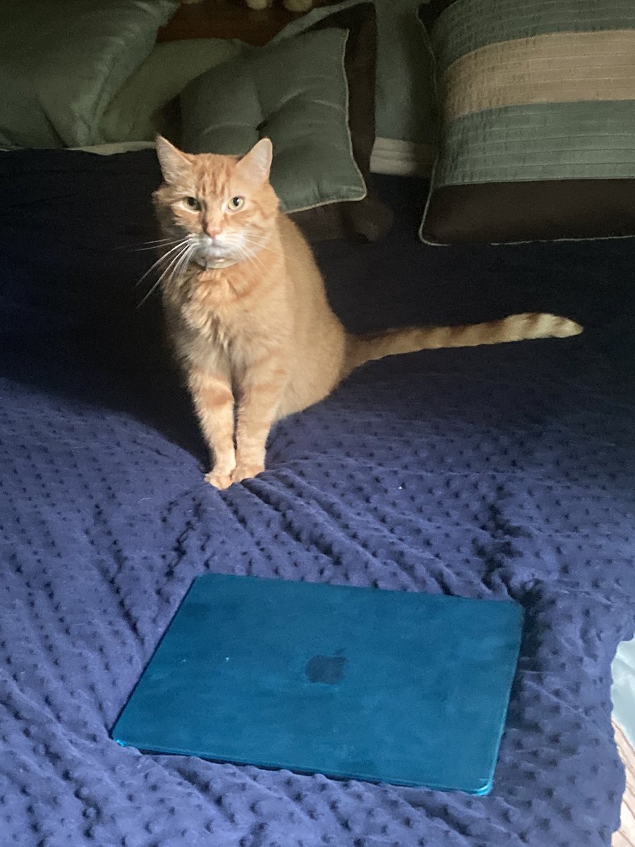 MatthewSocey's tweet image. Dmitri is working on his blog called “(Long stare) Wut?”