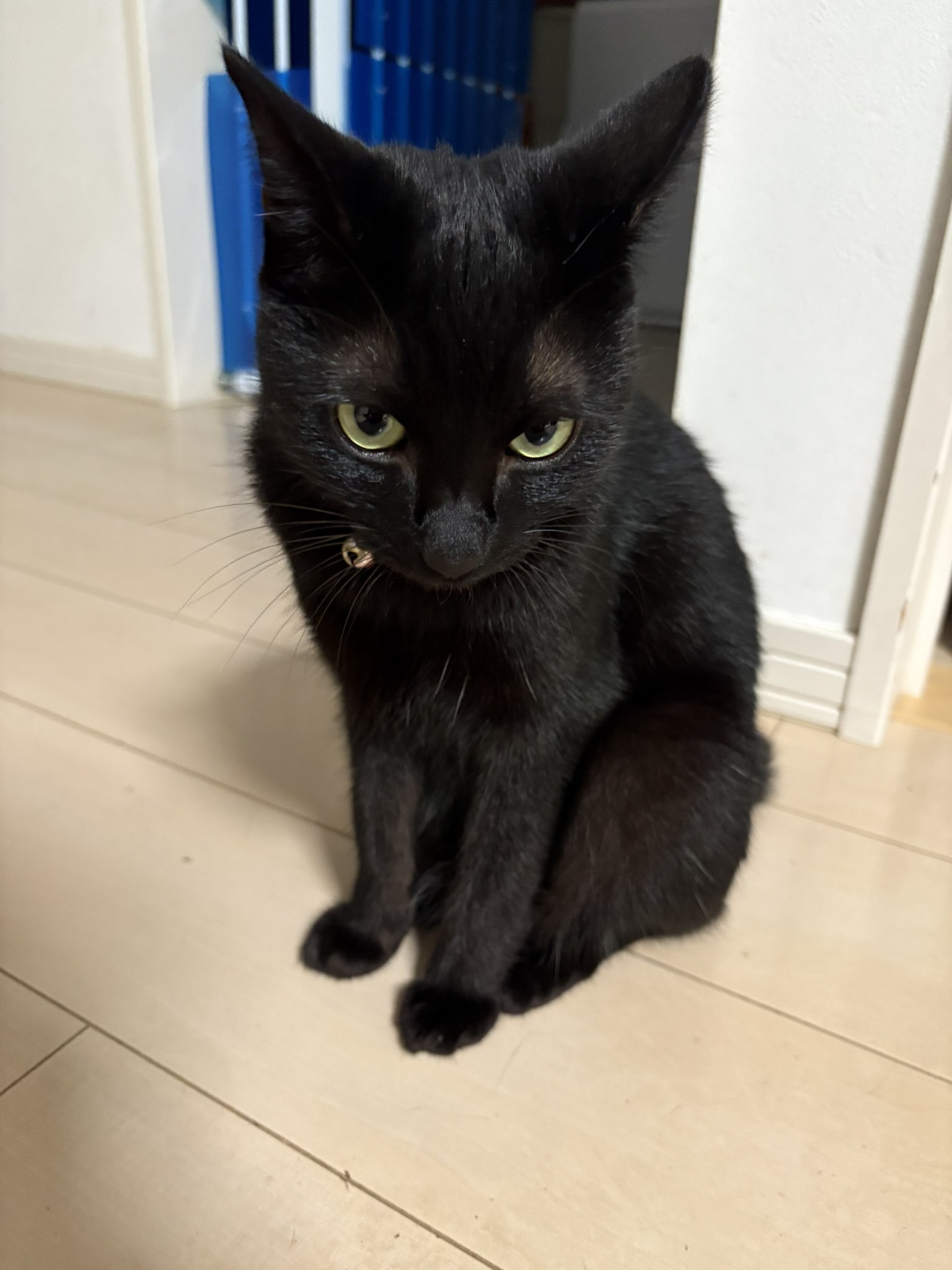 あずき🐾 on X: 