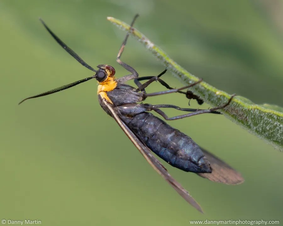 LawrenceKSTimes's tweet image. This is National Moth Week, and people all over the world are leaving their porch lights on or draping sheets over a bush with a light underneath to photograph them.
Latest @kvalmanac:
lawrenceks.news/44FgpBD