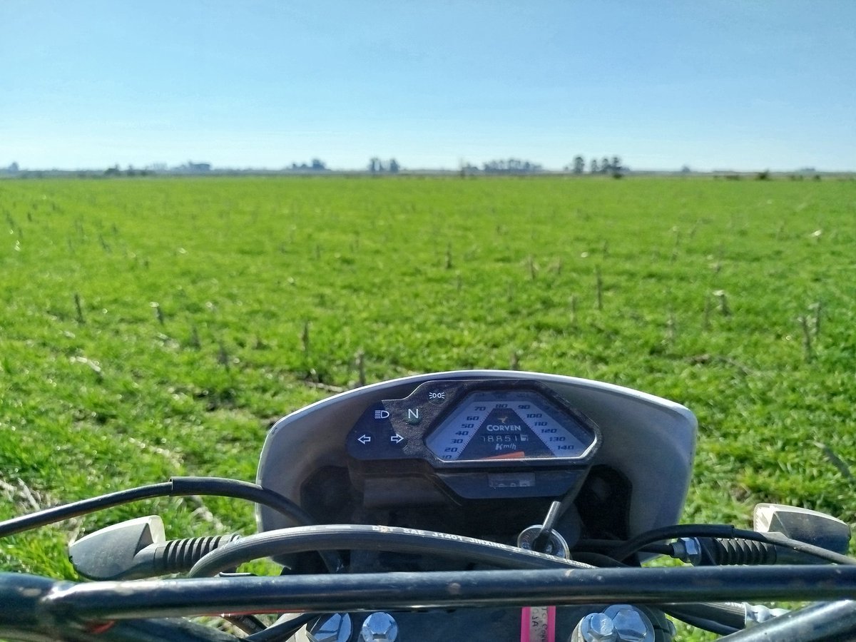 Trigo 25/26 veremos cómo se revuelca el toro