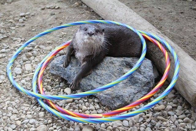 In_Otter_News2's tweet image. I'm not sure what this new sport is, Steve, but you're clearly trying your best. Well done!