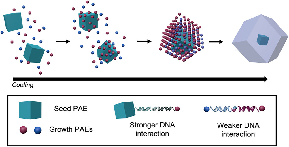 IINanoNU's tweet image. Chad Mirkin and team show how to build colloidal crystals with intentional defects and cavities using DNA-guided nanoparticle assembly. This strategy could enable new optical, sensing, and catalytic materials.
Read it today in Advanced Materials: bit.ly/3Uo2auU