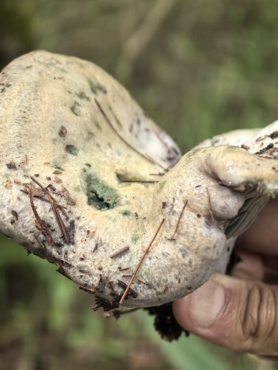 skandoloso's tweet photo. Hola y de antemano enhorabuena por tan buena labor de divulgación. @Fungi_Cosas
Durante una caminata nos encontramos con este macrohongo.
Ese color morado nos causa una sospecha de toxicidad, ¿como lo ves? https://t.co/YNnBlhhZjT