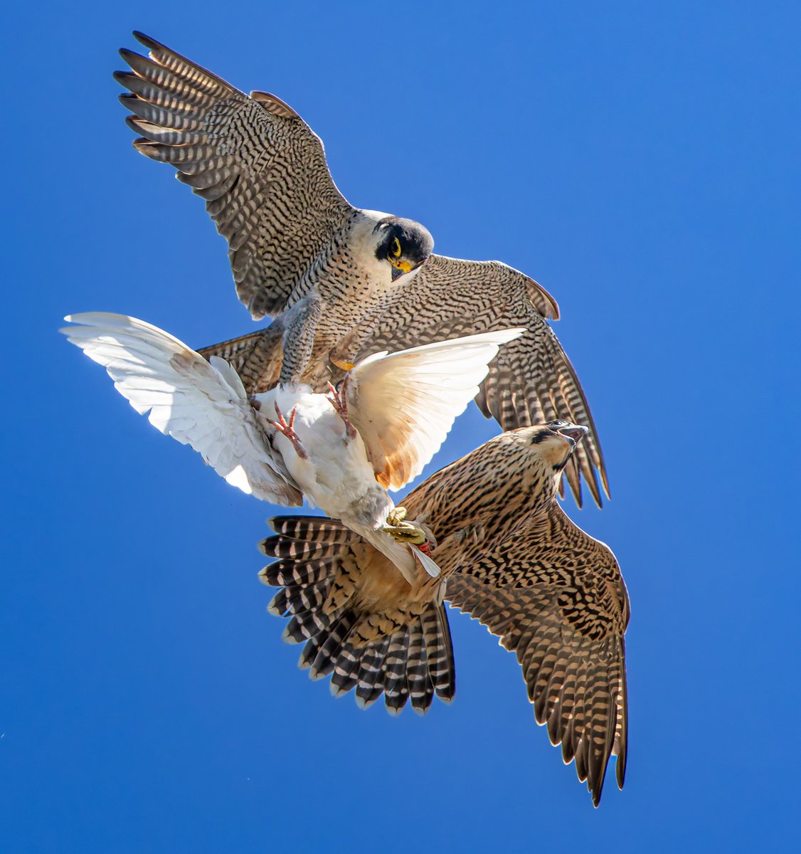 Food transfer between adult and juvenile peregrine falcon in Hampshire recently.