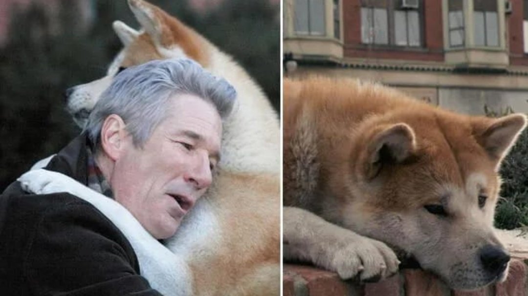 0xidoRock3's tweet photo. #DíaMundialDelPerro
''A un perro no le importa si eres rico o pobre, inteligente o tonto. Dale tu corazón y él te dará el suyo''. https://t.co/BMbf2Fy8mU