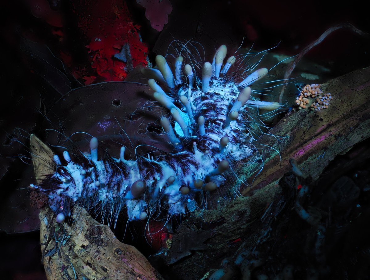 AlanRockefeller's tweet image. Beauveria sp. found last night in Monteverde, Costa Rica on a Saturniidae caterpillar.   In white light and 365 nanometer UV light.

Mushroom Observer # 579083 / iNaturalist # 299745988