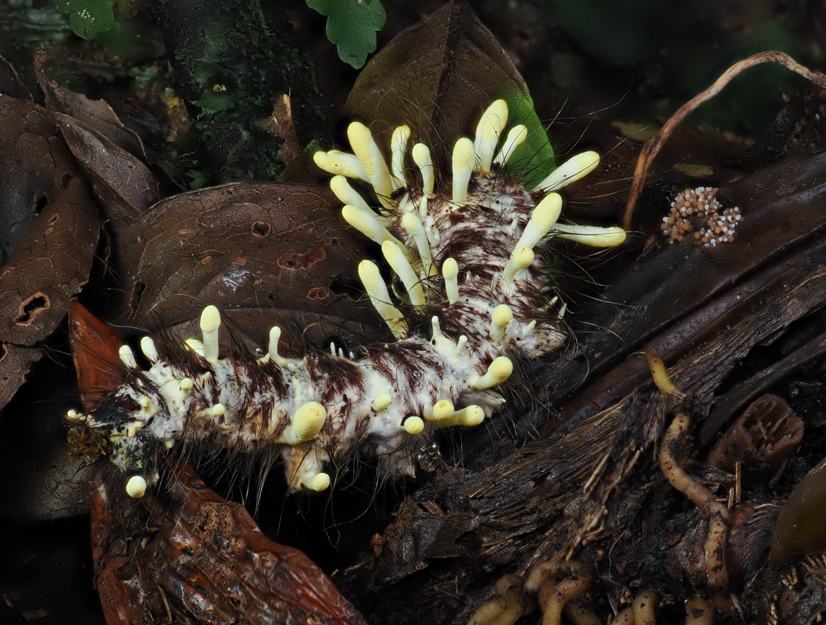 AlanRockefeller's tweet image. Beauveria sp. found last night in Monteverde, Costa Rica on a Saturniidae caterpillar.   In white light and 365 nanometer UV light.

Mushroom Observer # 579083 / iNaturalist # 299745988