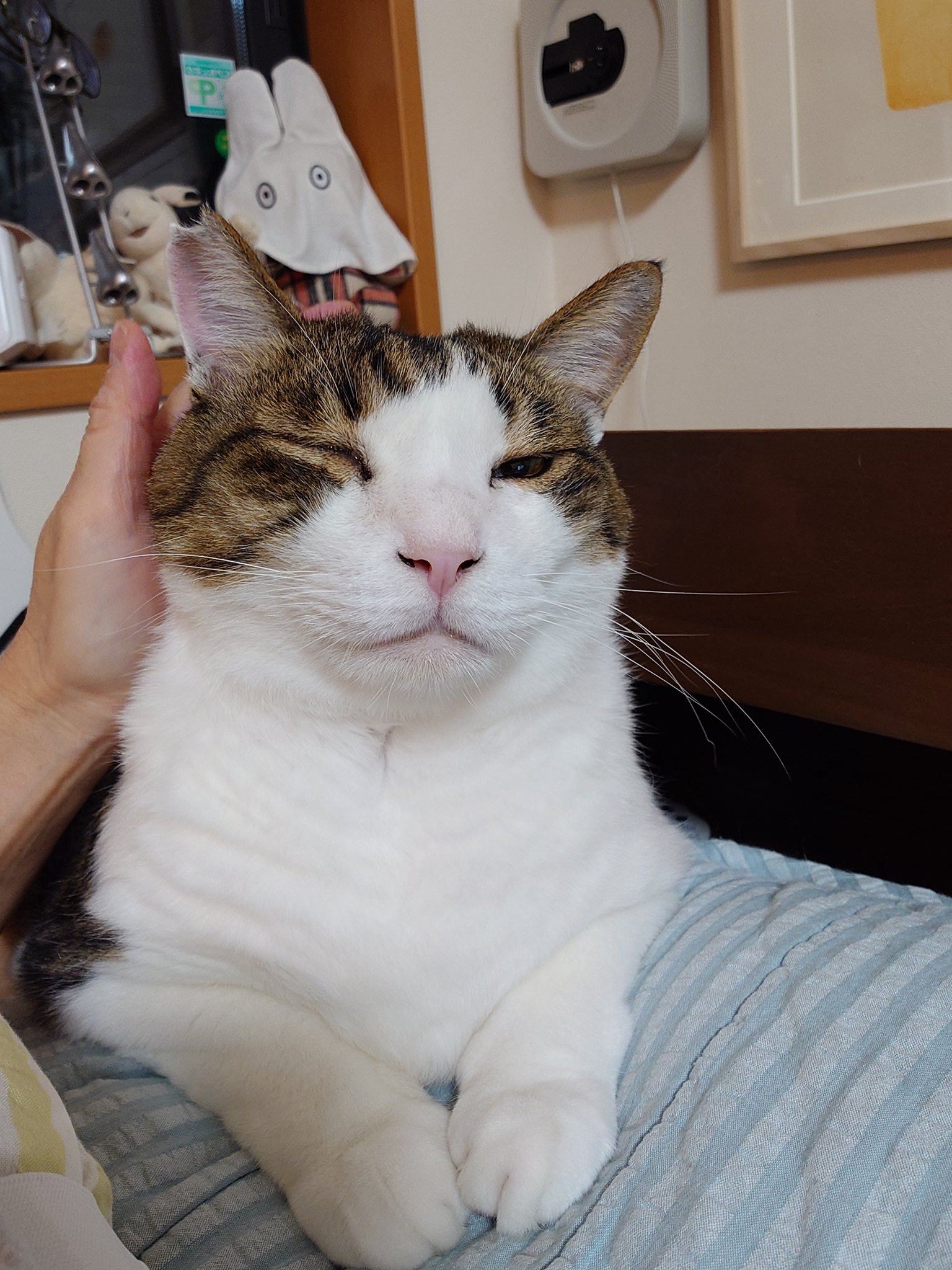 不調が治った日にきた、細くて綺麗な猫目ルチルたん！ 不調が治った日にきた、細くて綺麗な猫目ルチルたん！ 不調