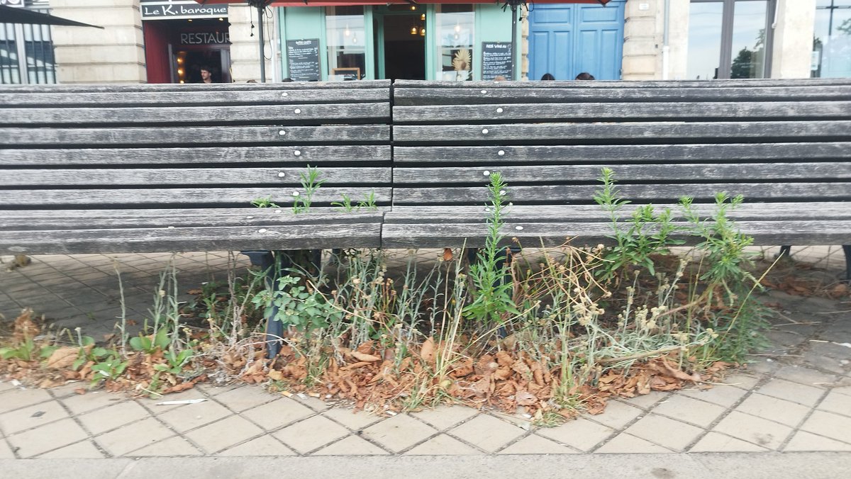ACapraDiMonti's tweet image. Bonjour mon @Vino_Griego 🐻 ! Alors toi aussi tu kiffes les #Salades  agrémentées de #FinesHerbesHurmiciennes ? Oh... 🤩Et c'est #Locavore ! 🙃🌱

#Bordocrado📸
Sous les bancs 🌱, et jusqu'entre les dents ! 🤓🥗

Vivement #Bordeaux2026 !