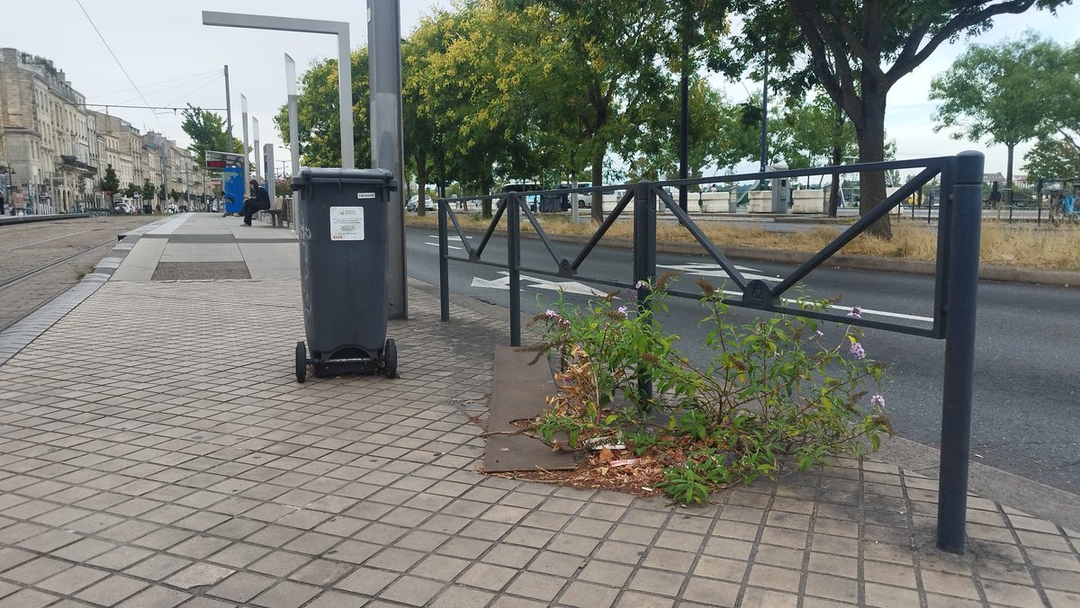 ACapraDiMonti's tweet image. Bonjour mon @Vino_Griego 🐻 ! Alors toi aussi tu kiffes les #Salades  agrémentées de #FinesHerbesHurmiciennes ? Oh... 🤩Et c'est #Locavore ! 🙃🌱

#Bordocrado📸
Sous les bancs 🌱, et jusqu'entre les dents ! 🤓🥗

Vivement #Bordeaux2026 !