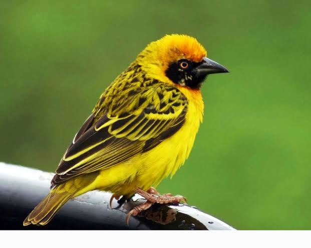 drkaggwahenry's tweet image. Male birds are more colourful to attract female birds for sex. Females have dull colours for camouflage since they sit on eggs. Males are at risk of predators.
With 1,000+ bird species, Uganda is a world's prime destiny for birdwatchers
#GoldenPosts