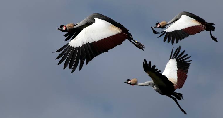 drkaggwahenry's tweet image. Male birds are more colourful to attract female birds for sex. Females have dull colours for camouflage since they sit on eggs. Males are at risk of predators.
With 1,000+ bird species, Uganda is a world's prime destiny for birdwatchers
#GoldenPosts