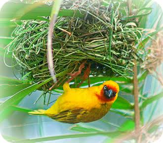 drkaggwahenry's tweet image. Male birds are more colourful to attract female birds for sex. Females have dull colours for camouflage since they sit on eggs. Males are at risk of predators.
With 1,000+ bird species, Uganda is a world's prime destiny for birdwatchers
#GoldenPosts