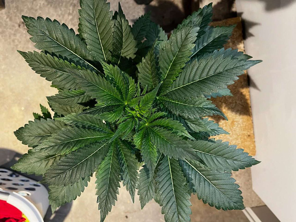 StarStripesSeed's tweet image. With the uncertainty surrounding the pending Farm Bill regarding seed sales in the US we're clearing out our inventory over the next month.
July 22 - August 22 Summer Blowout Sale:
Purchasers of Ego Punch, Gargoyle, or Sour Cherry packs will receive a whack of freebies!
BTC or…