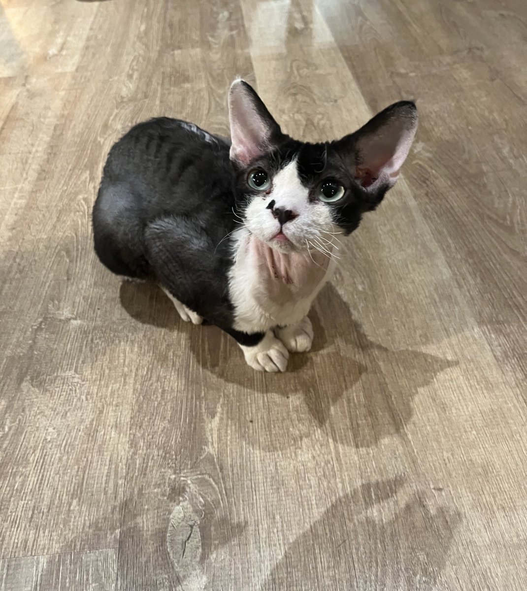 bypasswaf's tweet image. Je viens de découvrir le devon rex et me voici complètement fan de cette race de chat
Bébé tu es court sur pattes et tu ressembles à un extraterrestre !