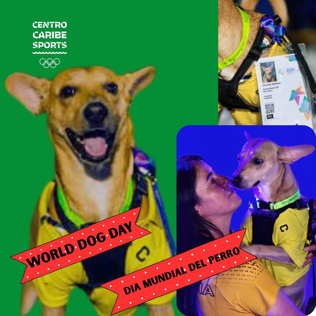 Hoy día mundial del Perro,recordamos a Colombo,un gran amigo que nos llenó de alegría en los Juegos Centroamericanos y del Caribe,ganándose el corazón sobre todo de la delegación de Colombia quien lo adoptó y lo llevó con mucho orgullo a Tierras Colombianas. “ Hay un héroe que se