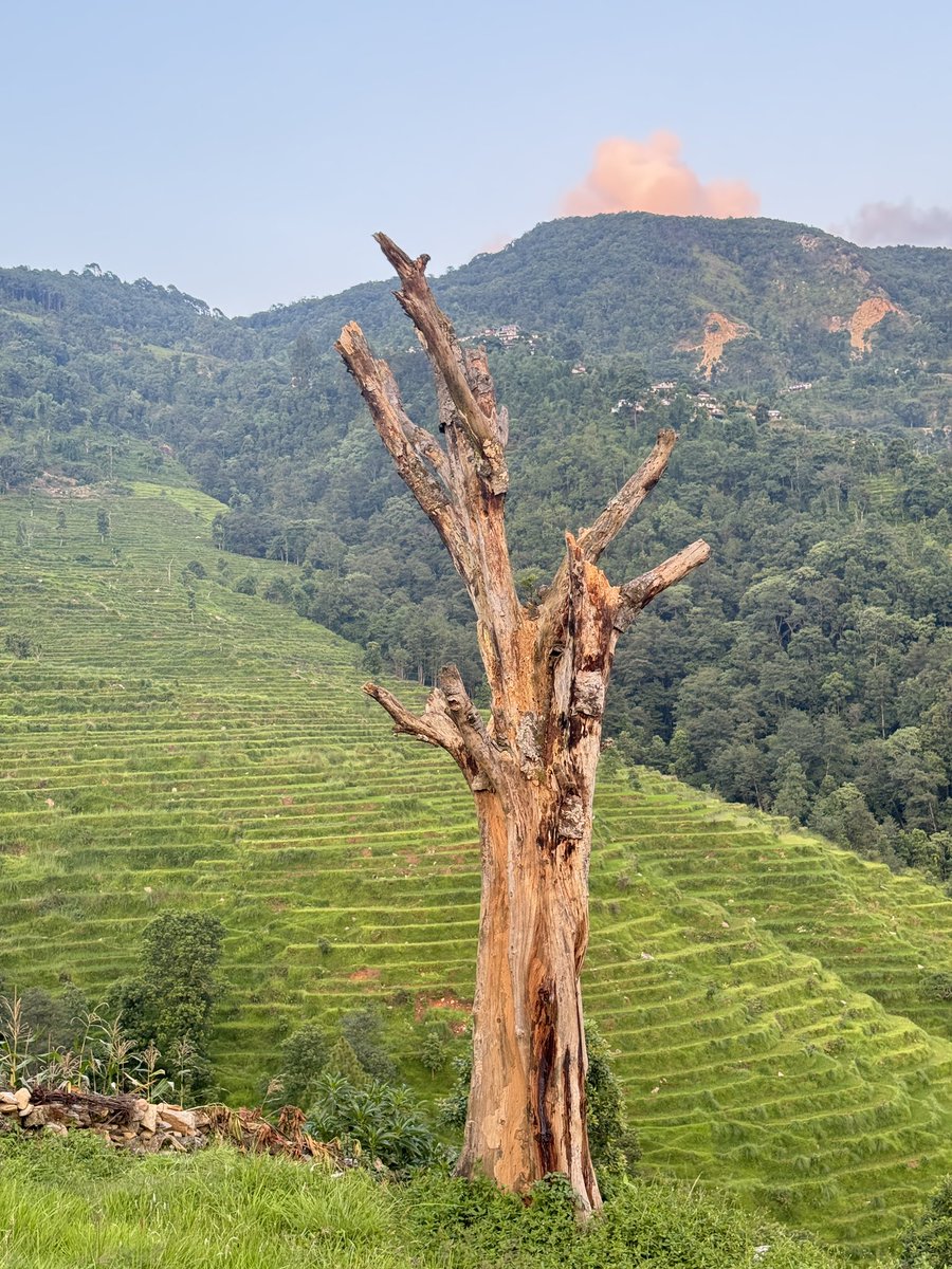 binaya poudel (@paudelbinaya201) on Twitter photo 