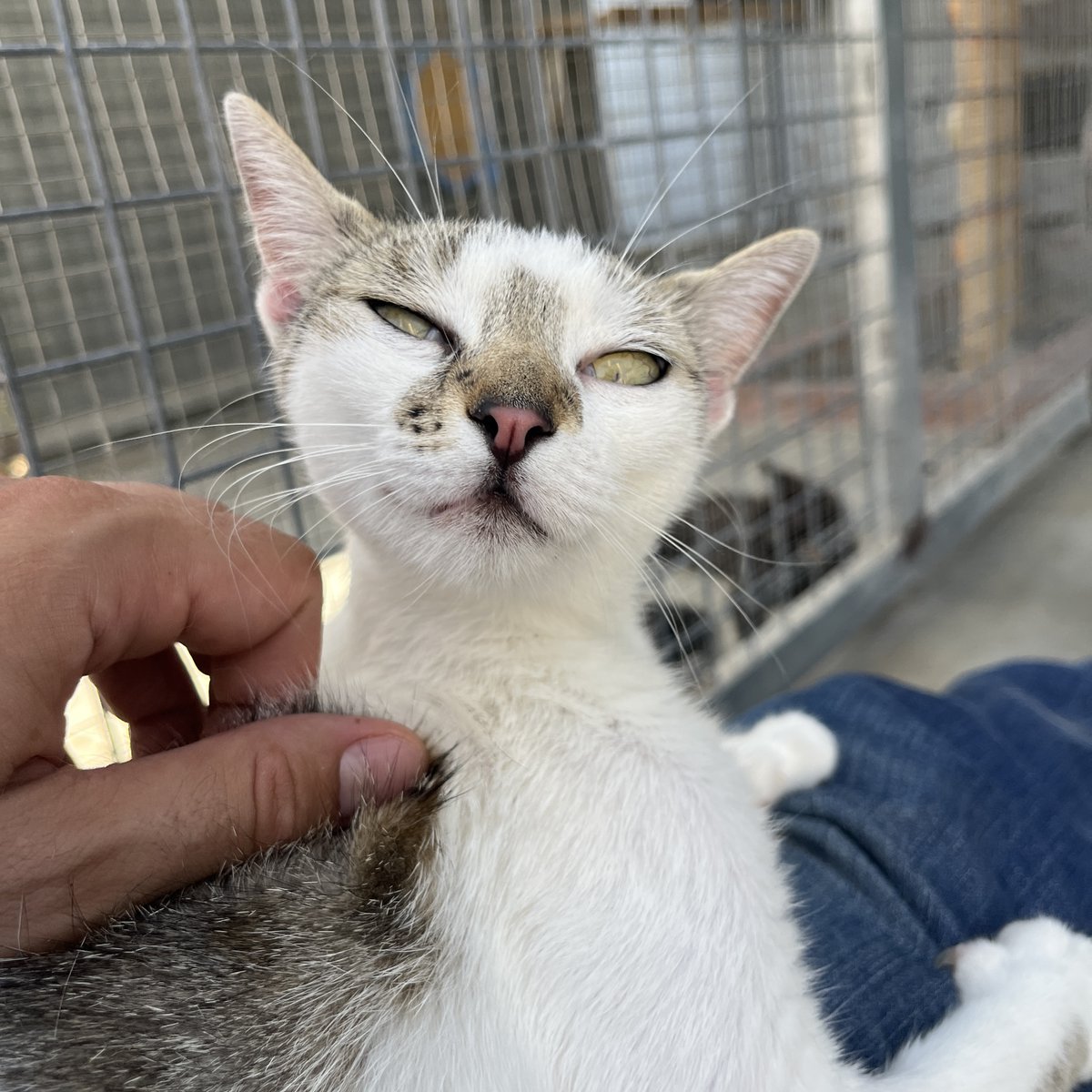 El Refugi dels Peluts (@caaclleida) on Twitter photo La Glinda té poc més d’un anyet i ja ha passat per un abandonament ❤️🩹
Es nota que ha viscut sempre en una casa. És afectuosa, simpàtica i es porta bé amb altres felins.
Si estàs pensant adoptar un gat falder i vols fer el pas, vine a conèixer-la 🥳
<a href="/paerialleida/">Ajuntament de Lleida</a> La Glinda té poc més d’un anyet i ja ha passat per un abandonament ❤️🩹
Es nota que ha viscut sempre en una casa. És afectuosa, simpàtica i es porta bé amb altres felins.
Si estàs pensant adoptar un gat falder i vols fer el pas, vine a conèixer-la 🥳
<a href="/paerialleida/">Ajuntament de Lleida</a>