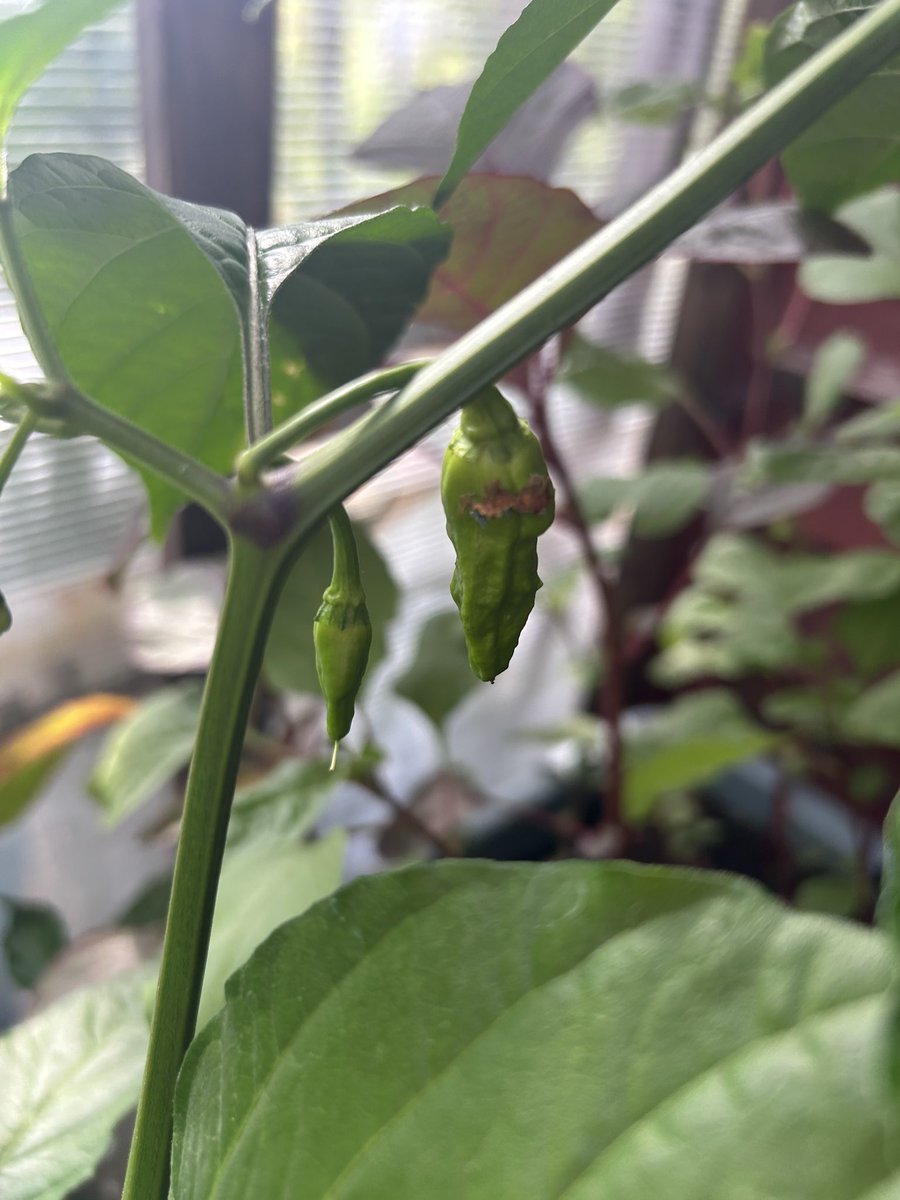 theAliHaydor's tweet image. Extreme Heat - famous Dorset Naga Chilli 🌶️
#dorsetnaga #chillies