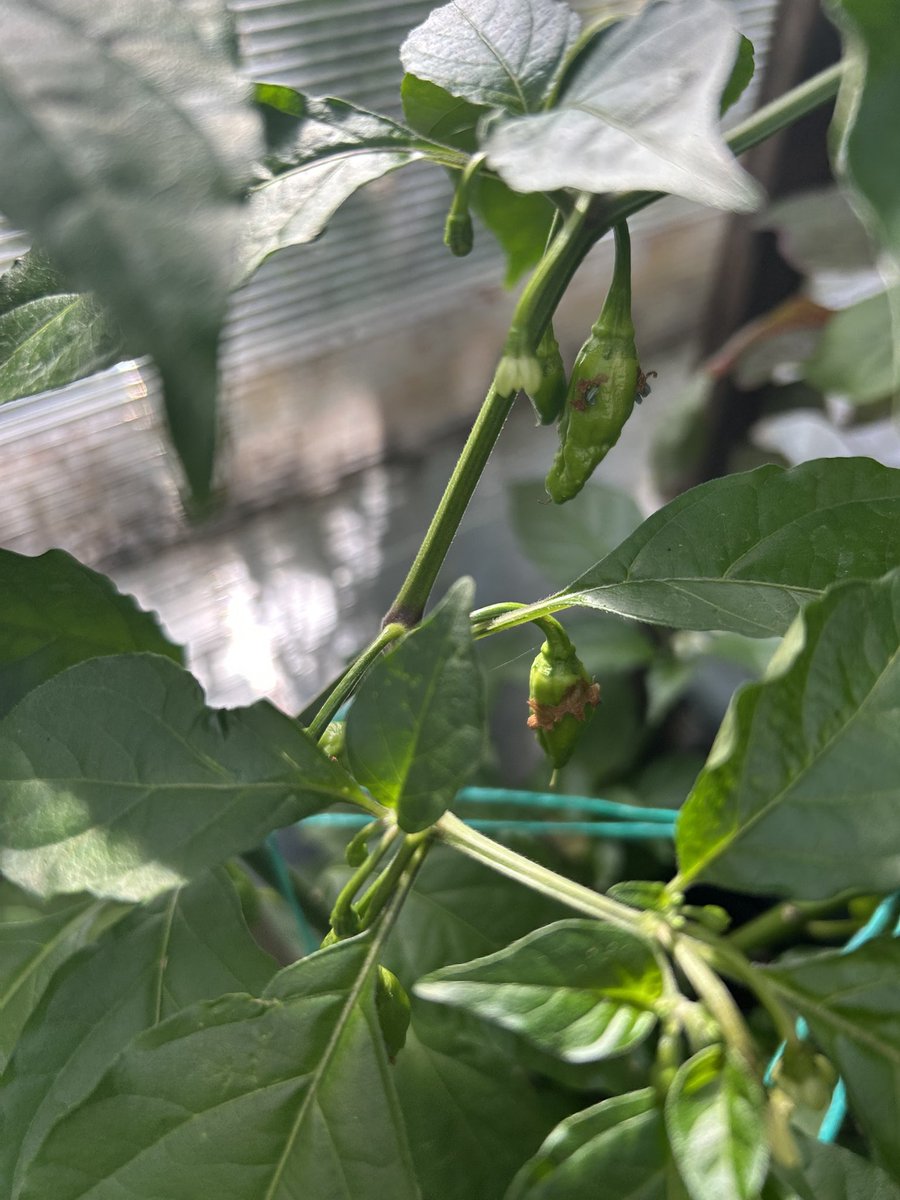 theAliHaydor's tweet image. Extreme Heat - famous Dorset Naga Chilli 🌶️
#dorsetnaga #chillies