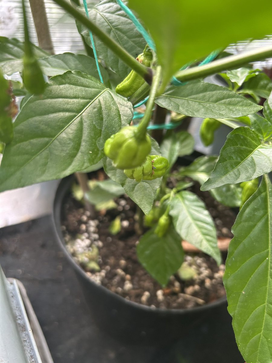 theAliHaydor's tweet image. Extreme Heat - famous Dorset Naga Chilli 🌶️
#dorsetnaga #chillies
